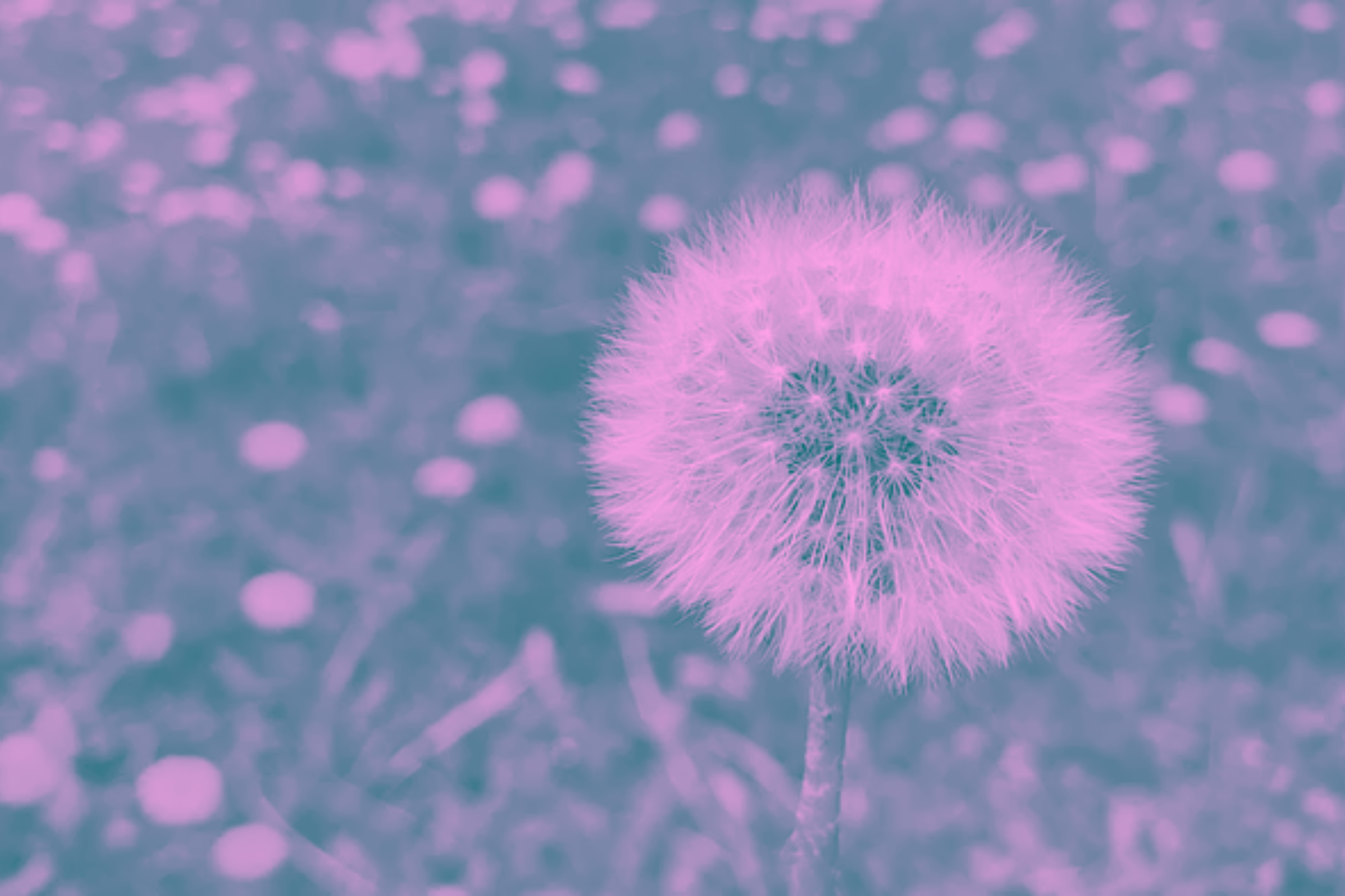 Flower blowing away in Spring winds